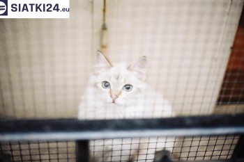 Siatki Skarżysko-Kamienna - Zabezpieczenie balkonu siatką - Kocia siatka - bezpieczny kot dla terenów Skarżysko-Kamienna
